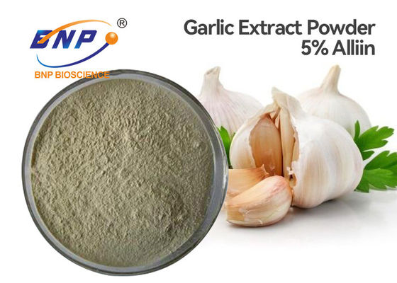 GMP Antibakteriyel Allium Sativum Ampul Özü %5 Allisin Beyaz Toz