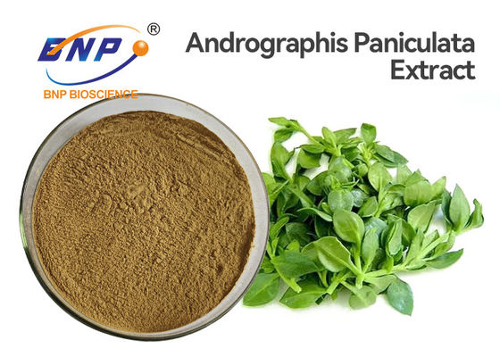 Antiviral Andrographis Paniculata Özü Tozu %50 Andrographolide HPLC