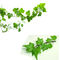 Doğal Sarmaşık Yaprağı Özü Tozu Hedera Helix Özü 10:1 veya %10 Hederacoside C