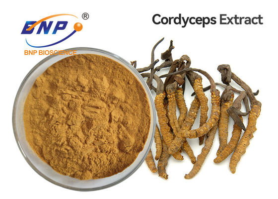 Kahverengi Sarı Mantar Özü Tozu Cordyceps Sinensis Mycelium